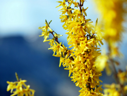 flora